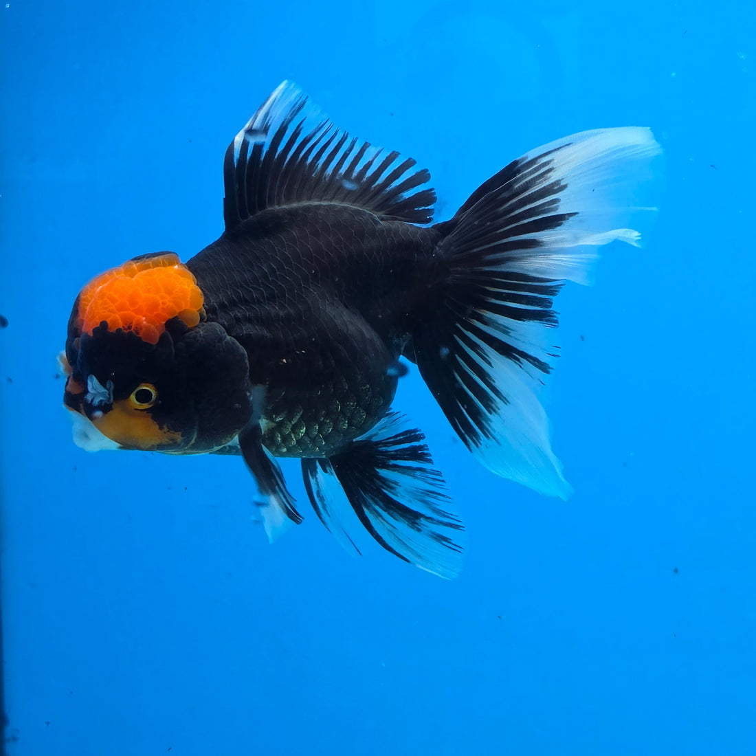 Thai Oranda Red Cap PomPom Color 3.5 in Body Male (FEB-533)R3A03