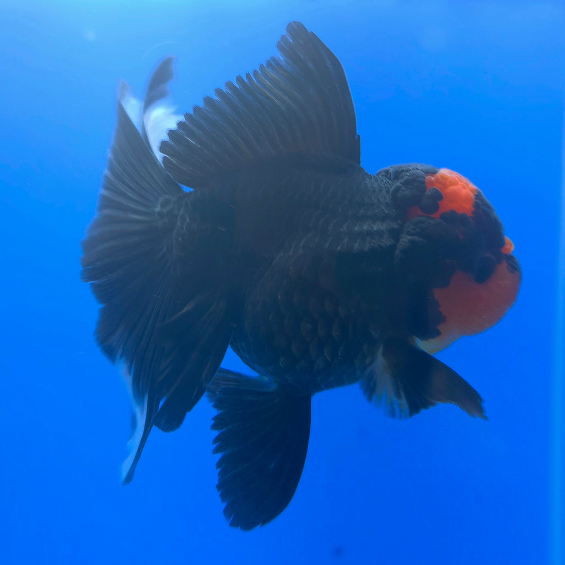Thai Oranda Apache 3.5” Female(FEB-717)R1B07