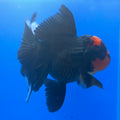 Thai Oranda Apache 3.5” Female(FEB-717)R1B07