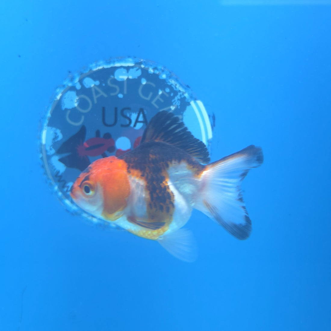 Thai Oranda Tri-Color 2.5” Female(FEB-664)R3B04