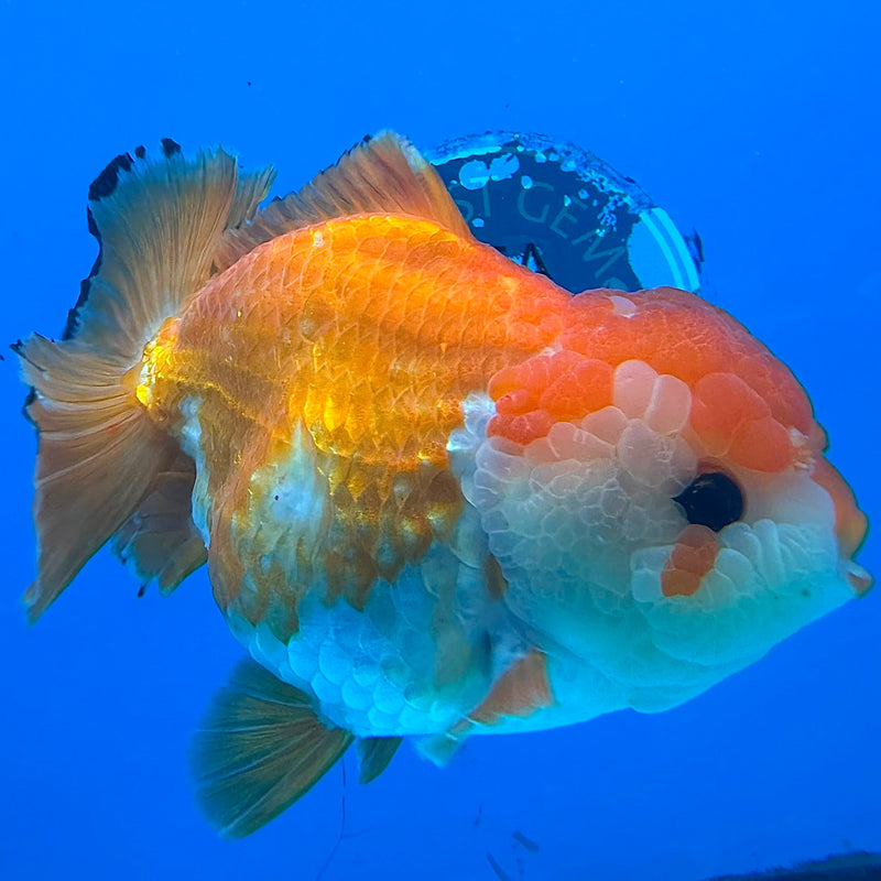 Thai Oranda JUMBO Red & White Orchid Tail  5in Female (FEB-434)R2A08
