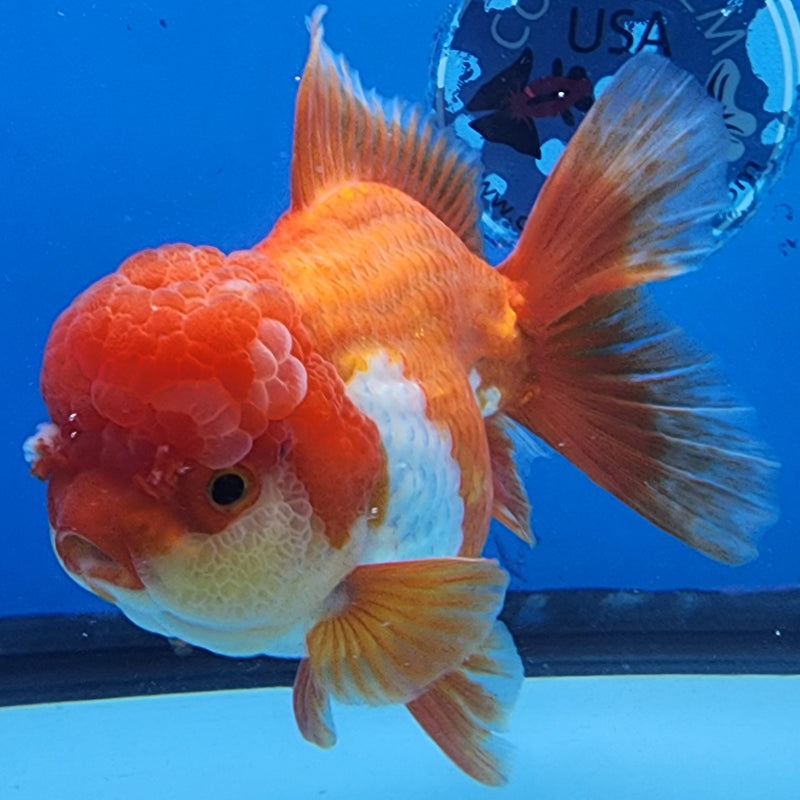 Thai Oranda JUMBO Red/White 4.5” Body Female(CK-1434)BLUETUB2