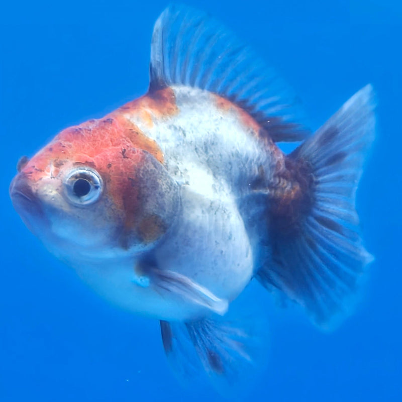 Thai Shogun Calico Oranda 2.5" Body Male A+ Grade(CK-603)R3A01
