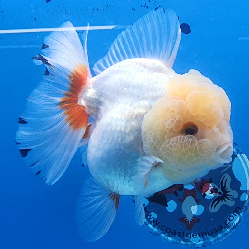 Thai Oranda JUMBO Lemon Head Red/White 4” Body Female(CK-1433)BLUETUB2
