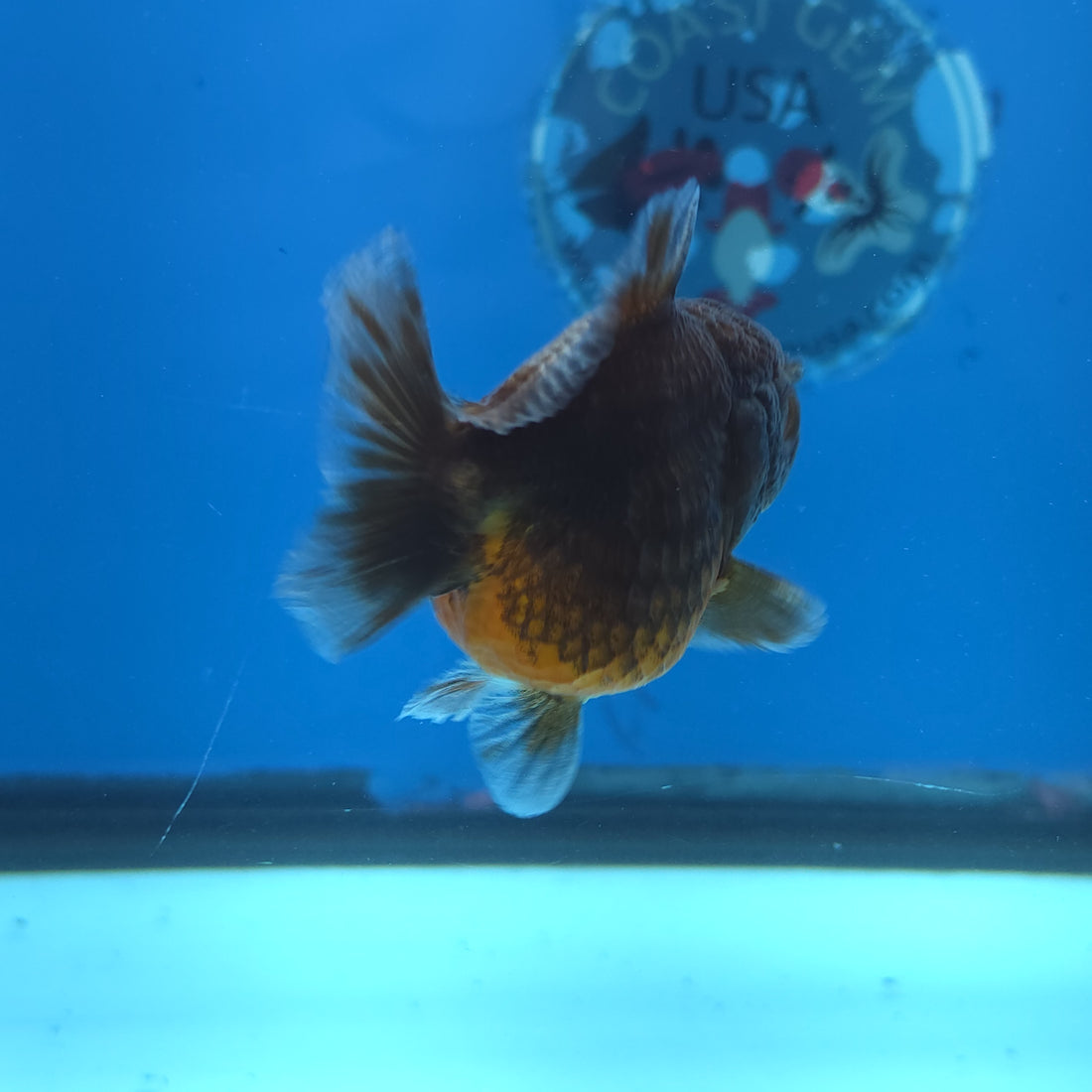 Thai Oranda Bronze Sakura Shogun Farm 2.8" Body Female 6mths(FEB-577)R3B02