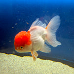 Thai Oranda Red Cap White Female 3.5in (FEB-506)R2B18