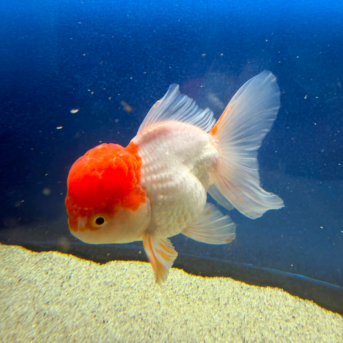 Thai Oranda Red Cap White Female 3.5in (FEB-506)R2B18