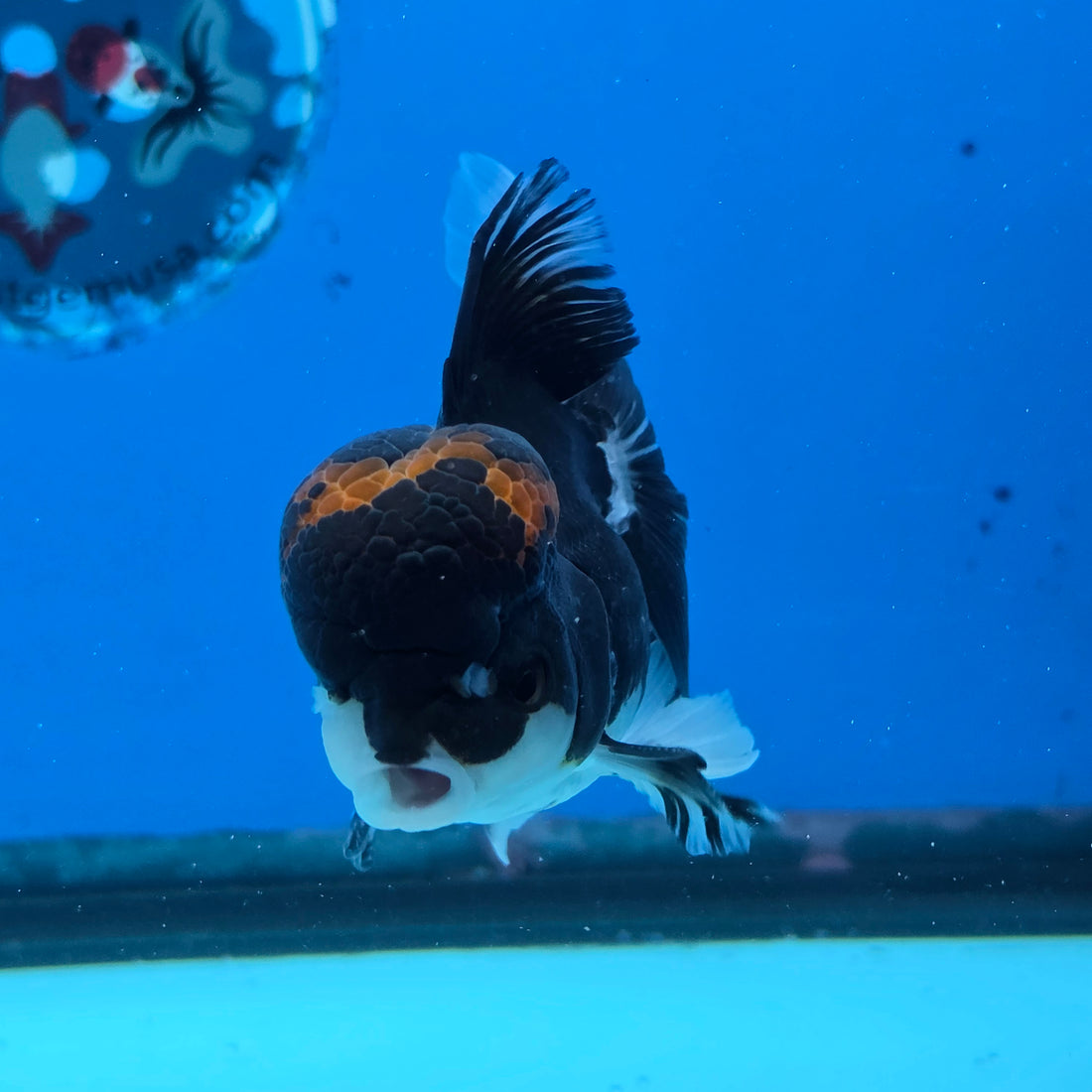 Thai Oranda Red Cap Panda Color 3 in Body Male (FEB-535)R3A03