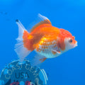 Thai Oranda White & Red 2.5” Female(FEB-673)R3B01