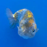 Thai Ranchu 2.50" Body Female (FEB-862)