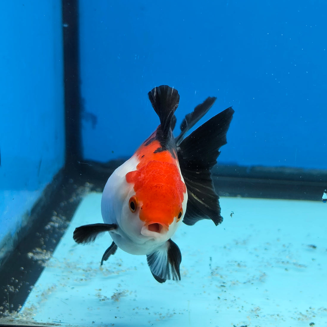 Thai Oranda Tri Color 3 in Body Female (FEB-525)R3A07