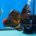 Thai Oranda Red Cap Black 5" Body male 12mths(FEB-573)R3A01