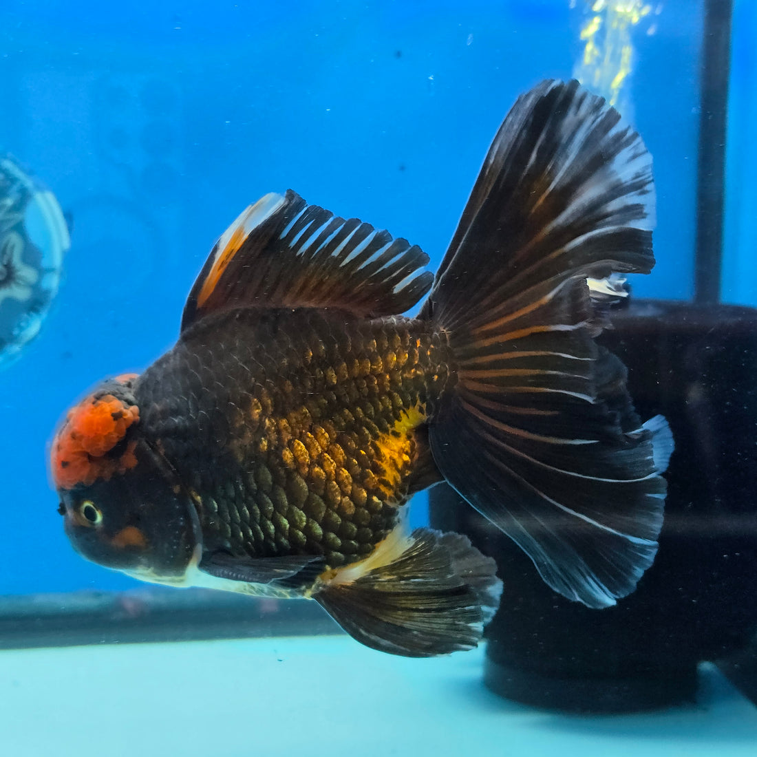 Thai Oranda Red Cap Black 5" Body male 12mths(FEB-573)R3A01