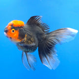Thai Oranda Red Cap Panda 3.00" Body Female(FEB-760)R2B07