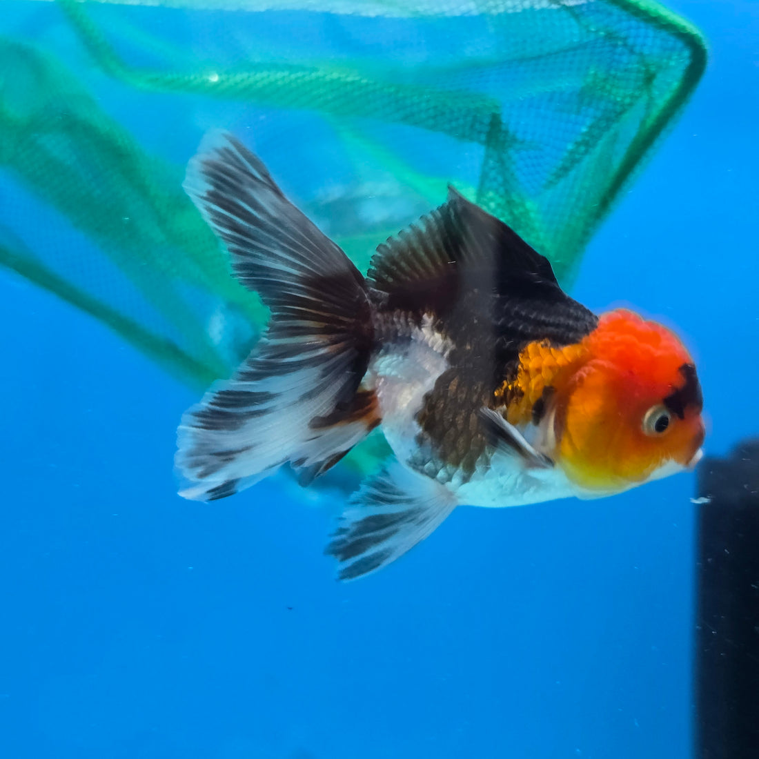 Thai Oranda Tri Color body breed 2.5" Body Female 6mths(FEB-567)R3B22