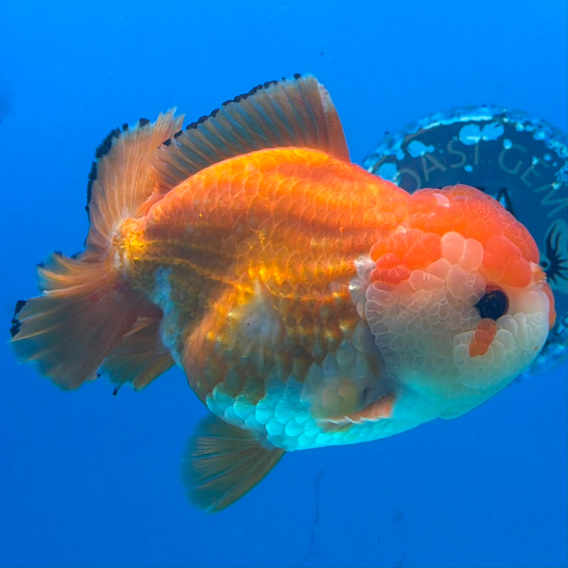Thai Oranda JUMBO Red & White Orchid Tail  5in Female (FEB-434)R2A08