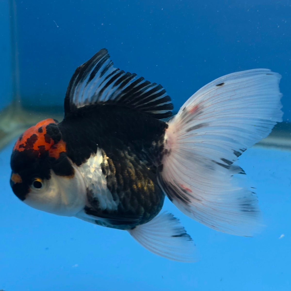 Thai Oranda Red Cap Panda 3.5" Body Female (FEB-886)R2B08