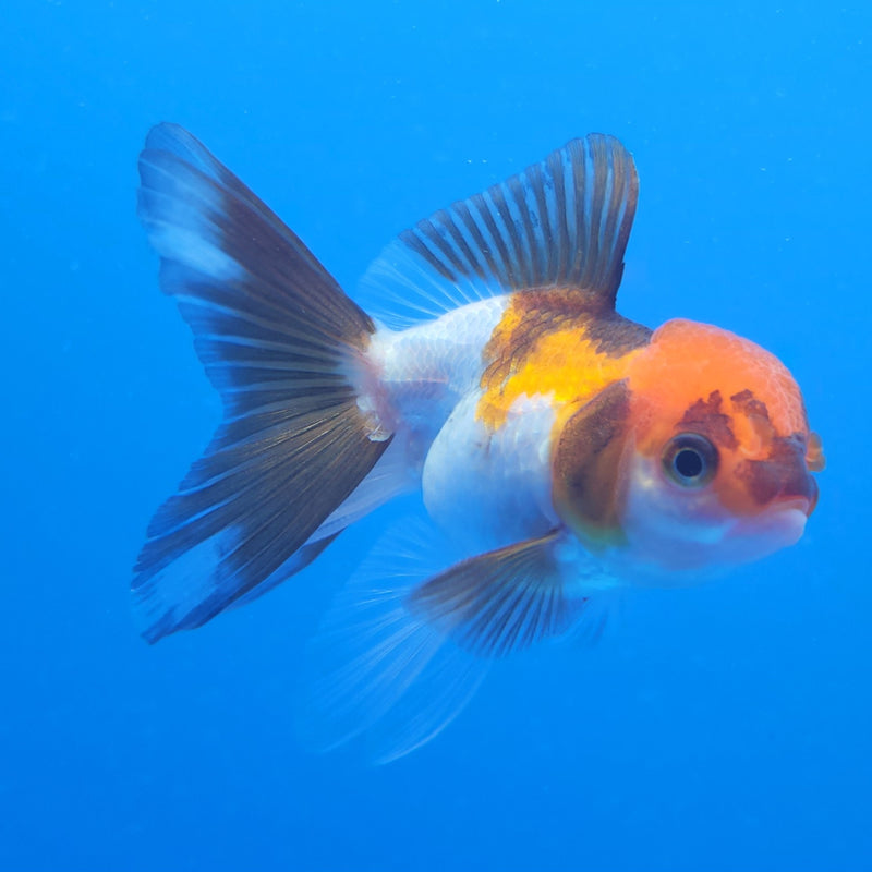 Thai Oranda Tri-Color 2.5in Female (FEB-201)R3B07
