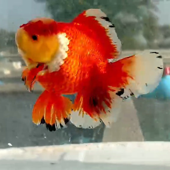 Thai Jumbo Red/White Oranda Orchid Tail 5.00 inch Body (QGF-JO1190)