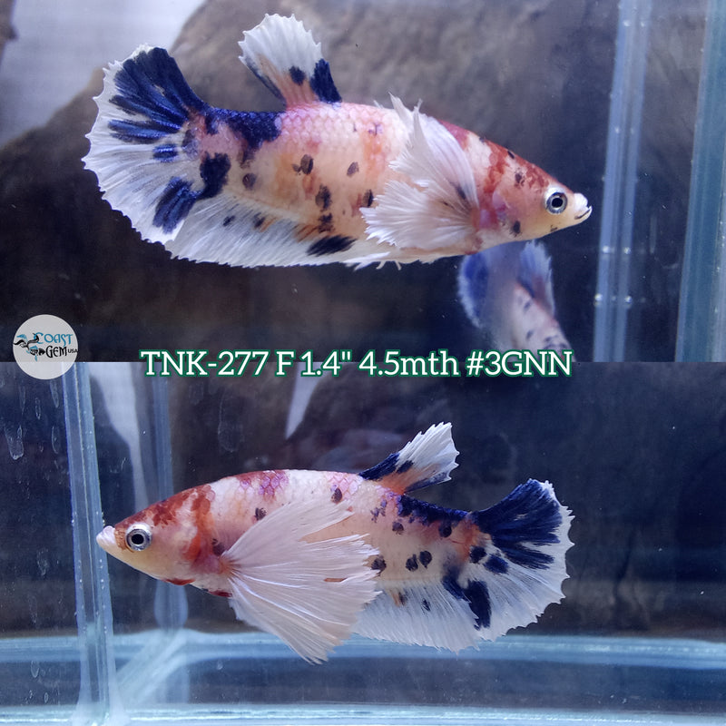 Live Female Betta Fancy Koi Dumbo Big ear Plakad (TNK-277)  High quality what you see what you get!!