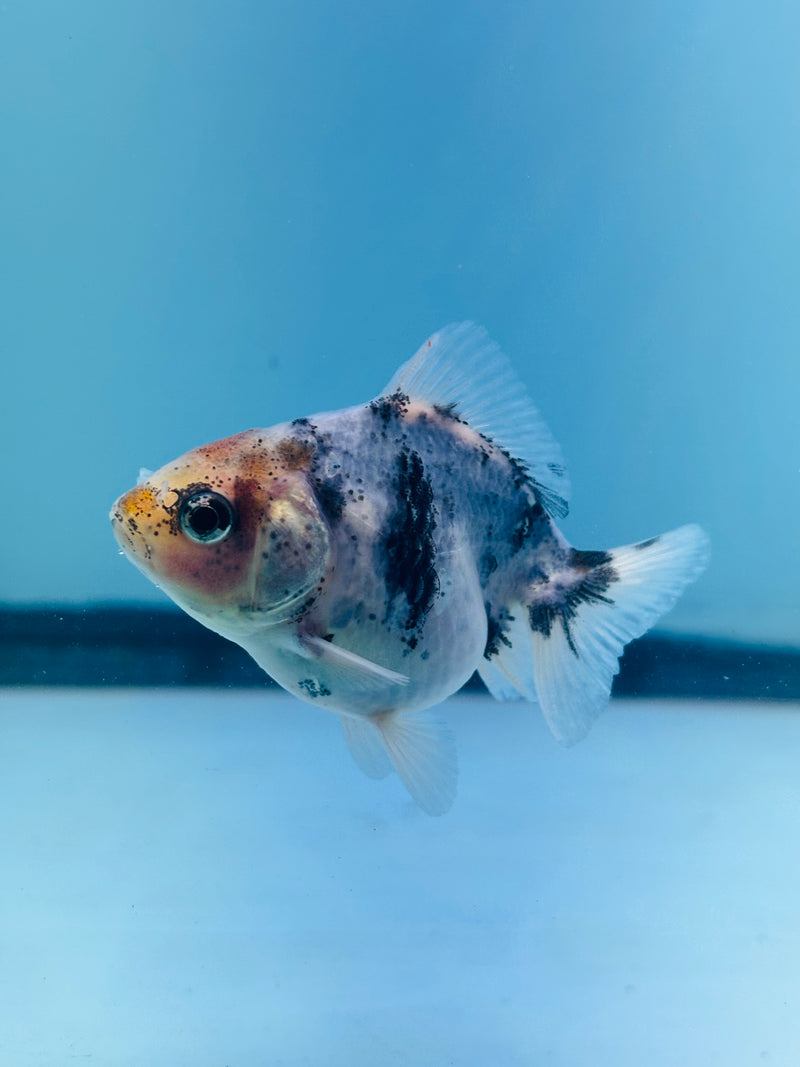 Thai Giant Breed Calico Yuanbao Oranda 2.25 inch Body (KP-221)R4C01