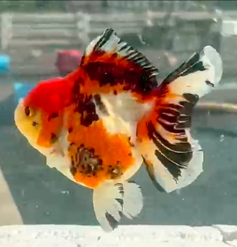 Thai Jumbo Tri-Color Oranda Yuanbao 4.00 inch Body (QGF-JO1202)Showtank
