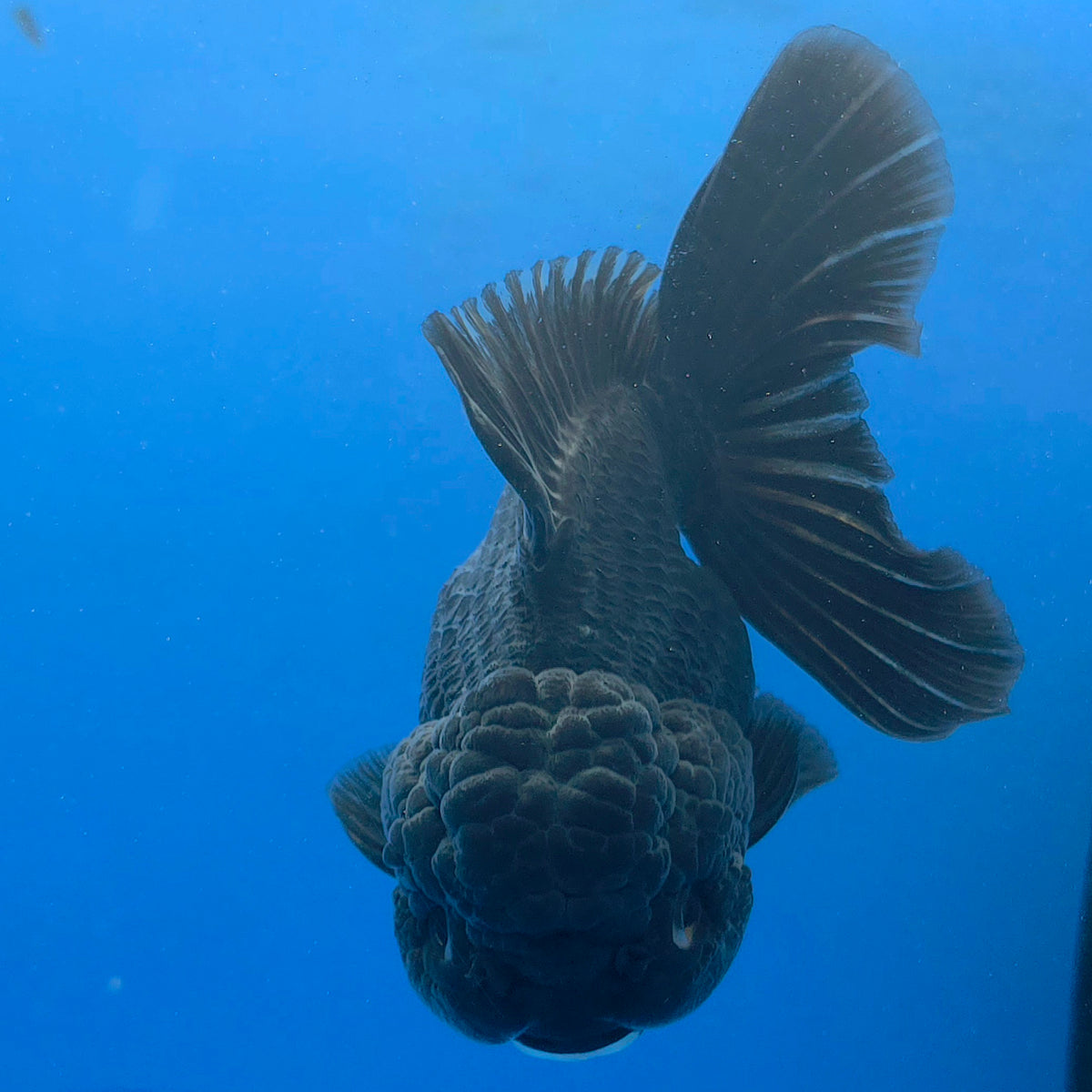 Thai Oranda Super Black 3.5" Body Female (FEB-851)R2A12