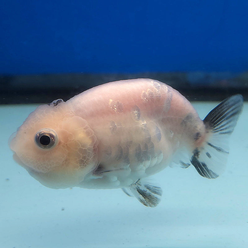 Thai Ranchu White Tiger 2.5in Female (FEB-345)R3A14
