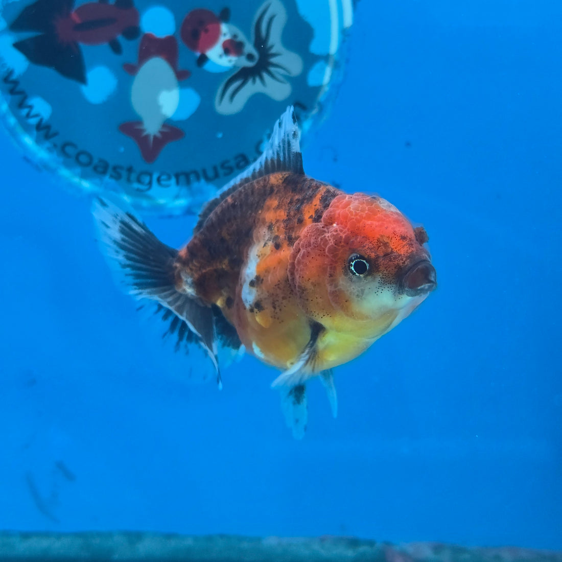 Thai Oranda Tiger Shogun Farm 2.8" Body Male 6mths(FEB-585)R3B02