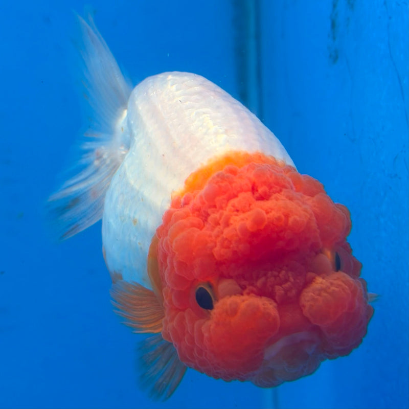 Thai Red & White Ranchu 3.5” Body Female(FEB-406) BLUETUBD