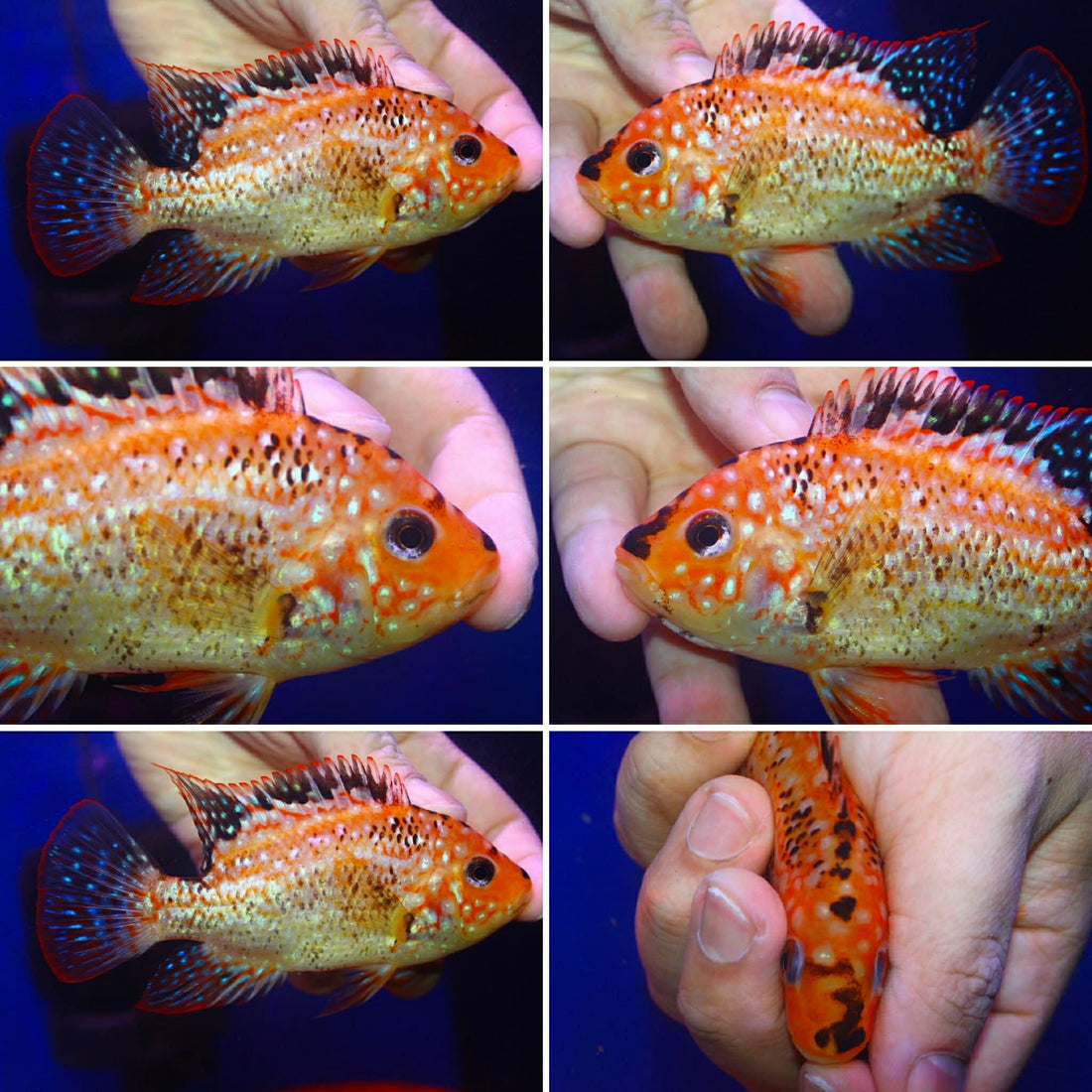 SUPER RED TEXAS FADED MALE or FEMALE 3.00 inch