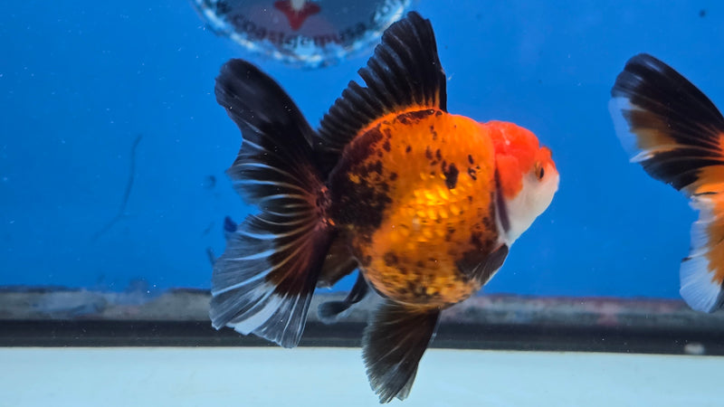 Thai Apache Oranda Orchid Tail 2.50 inch Body Male Medium Breed (NNN-3028)R3B22