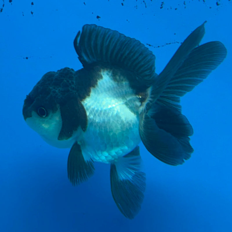 Thai Oranda Panda 2.5in Female (FEB-439)R3B19