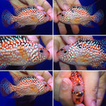 SUPER RED TEXAS FADED MALE or FEMALE 3.00 inch