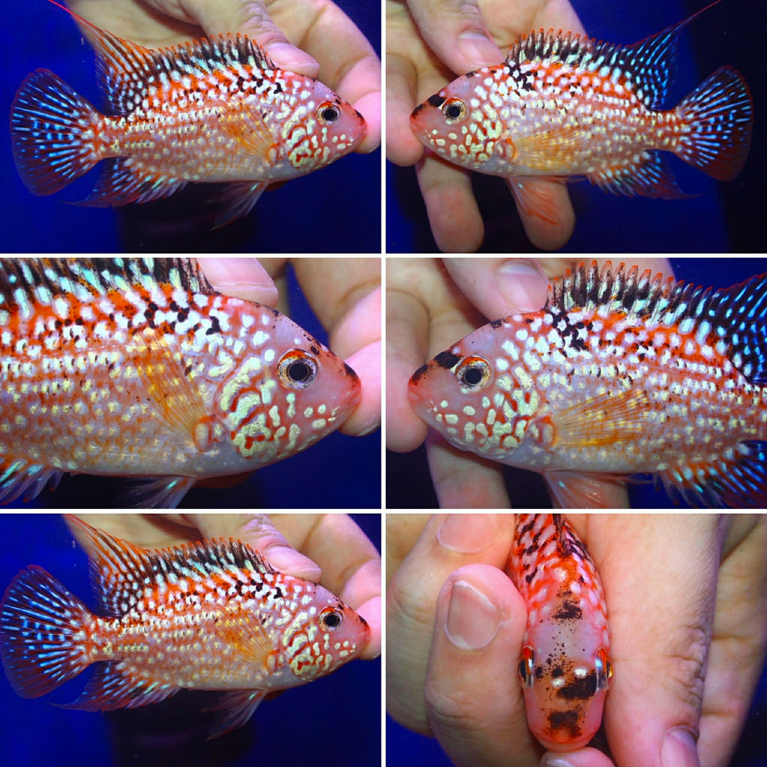 SUPER RED TEXAS FADED MALE or FEMALE 3.00 inch