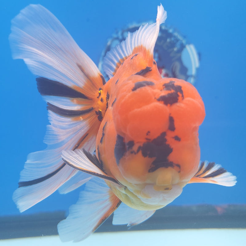 Thai Oranda Tiger JUMBO  4.5” Body Male(FEB-378)R2A08