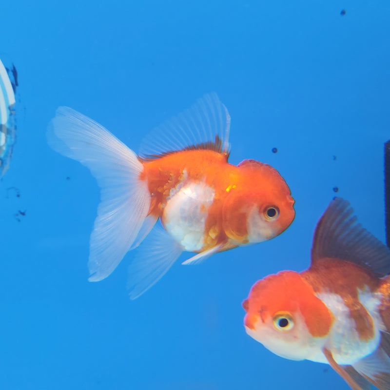 Thai Oranda Red & White Sakura 2” Body Female (FEB-171)R3A08