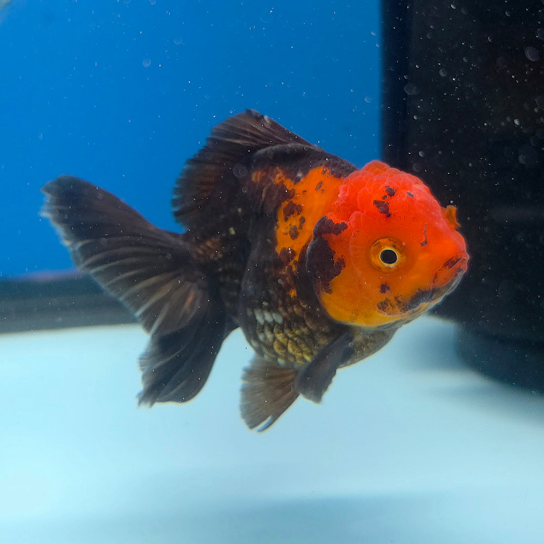 Thai Oranda Apache 2.5” Female(FEB-675)R3B01