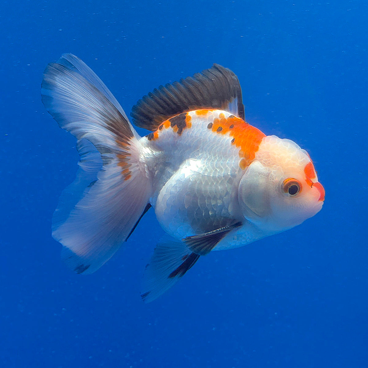 Thai Oranda Lemonhead Tri-Color 3.00" Body Male (FEB-798)R1B03