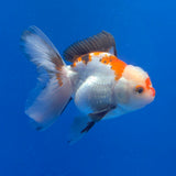 Thai Oranda Lemonhead Tri-Color 3.00" Body Male (FEB-798)R1B03
