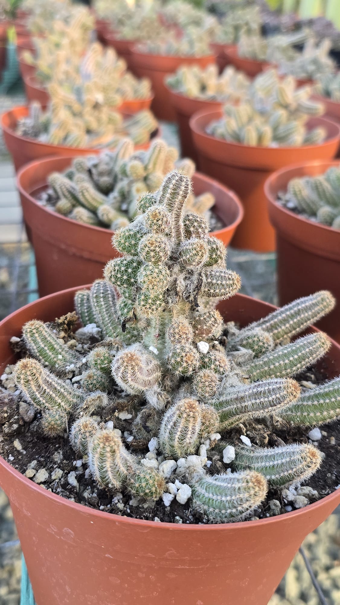 Chamaecereus silvestrii in 6 inch pot