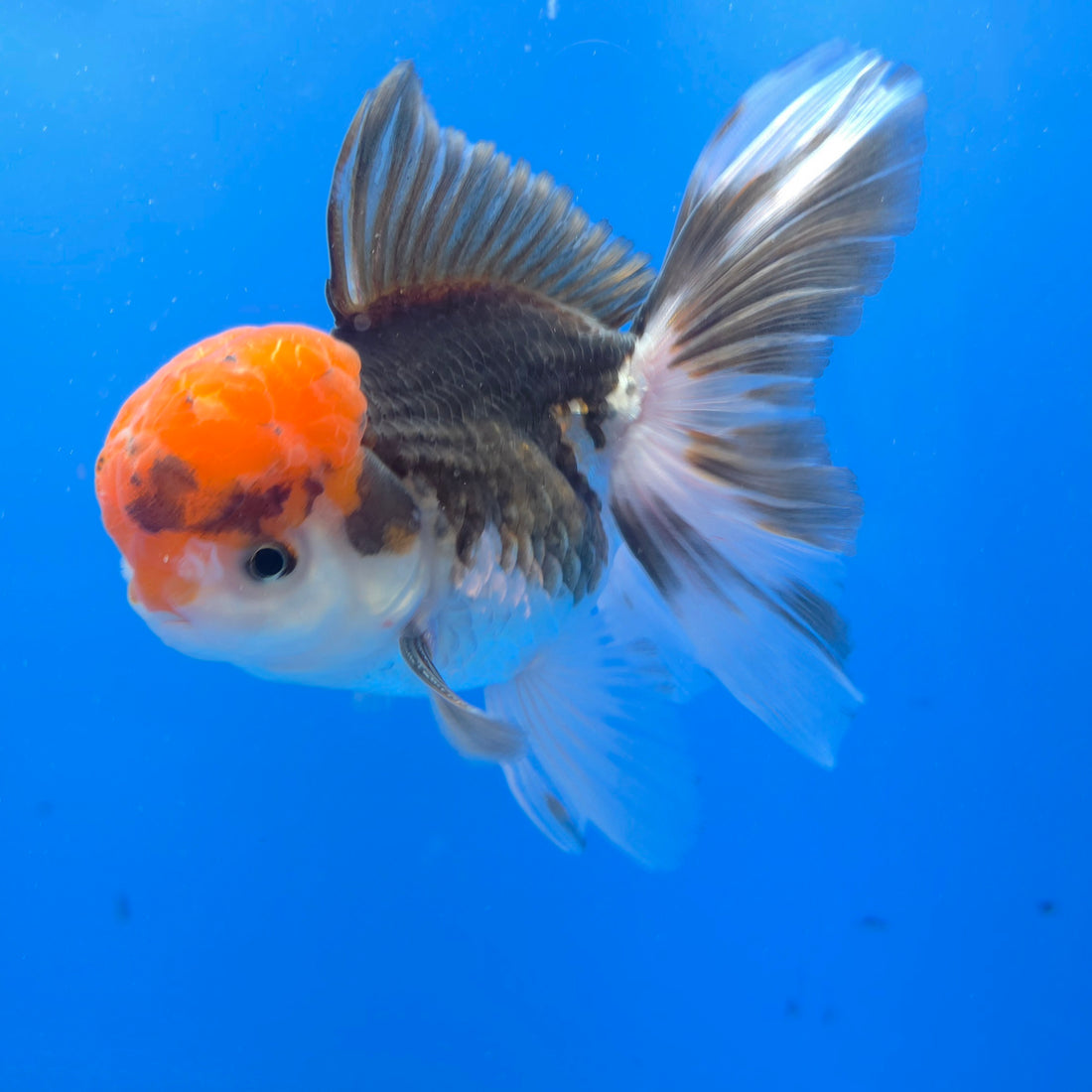 Thai Oranda Tri-Color 3.5” Female(FEB-719)R1B07
