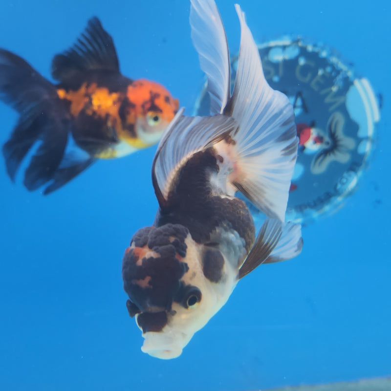 Thai Oranda Panda Tri-Color 2.5 F (FEB-184)R3A07