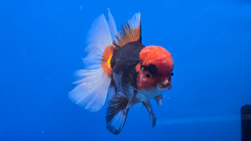 Thai Jumbo Apache Orchid Tail Oranda 4.50 inch Body Male 8 Months Age Giant Breed (NNN-3021)R1A09