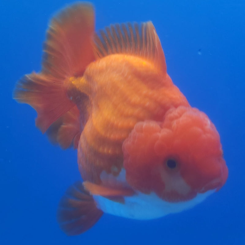 Thai Jumbo Oranda Red & White 4.5in Female (FEB-229)BLUETUB1