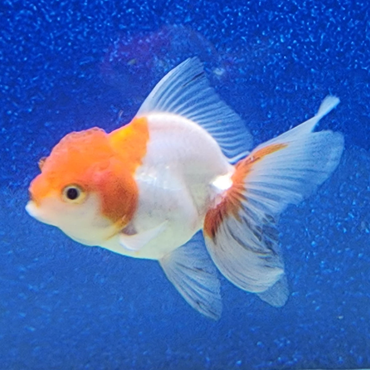 Thai Oranda Red & White 2in Male (FEB-486)R3A11