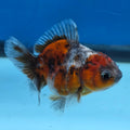 Thai Oranda Calico Shogun Farm 2.5" Body Female 6mths(FEB-581)R3B02