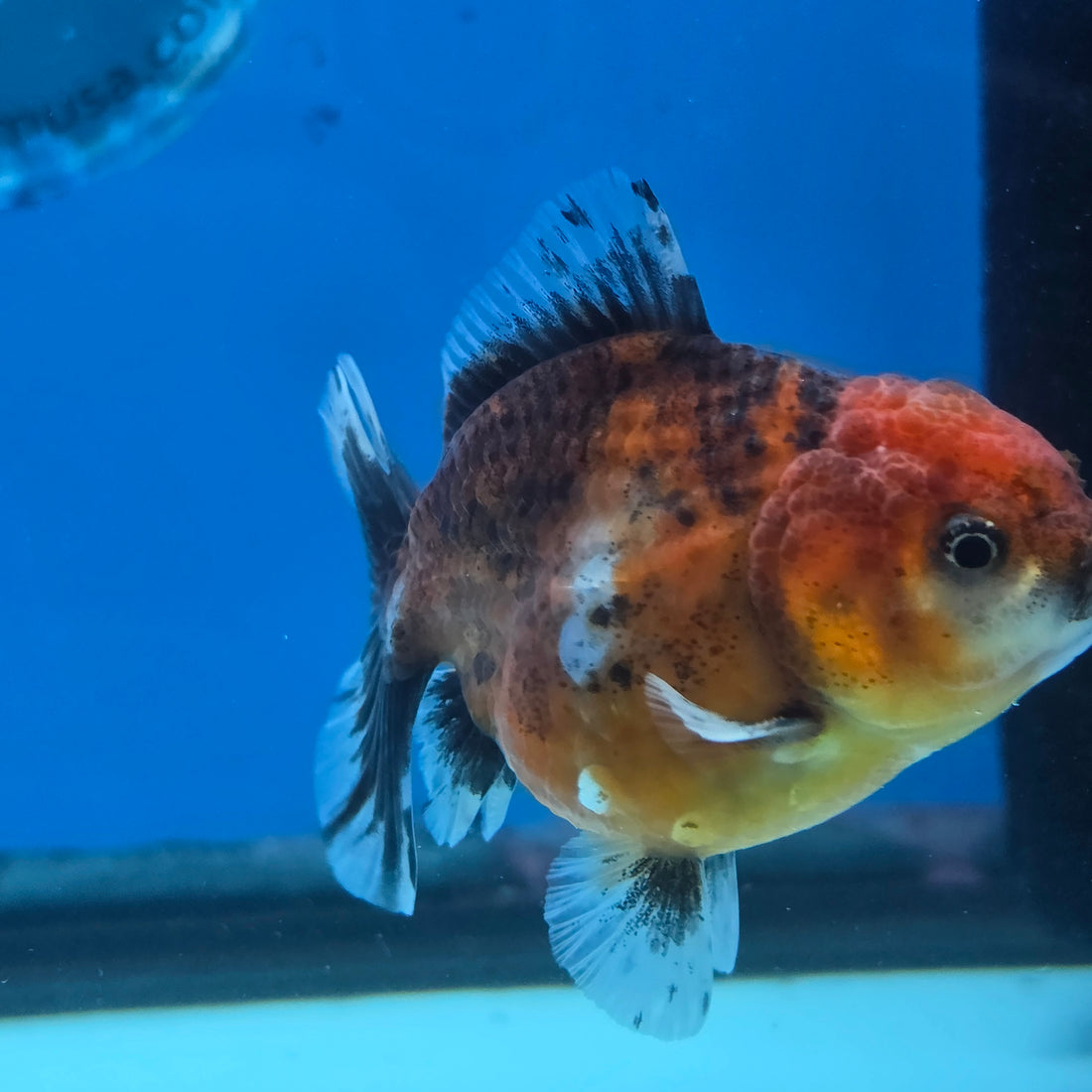 Thai Oranda Tiger Shogun Farm 2.8" Body Male 6mths(FEB-585)R3B02