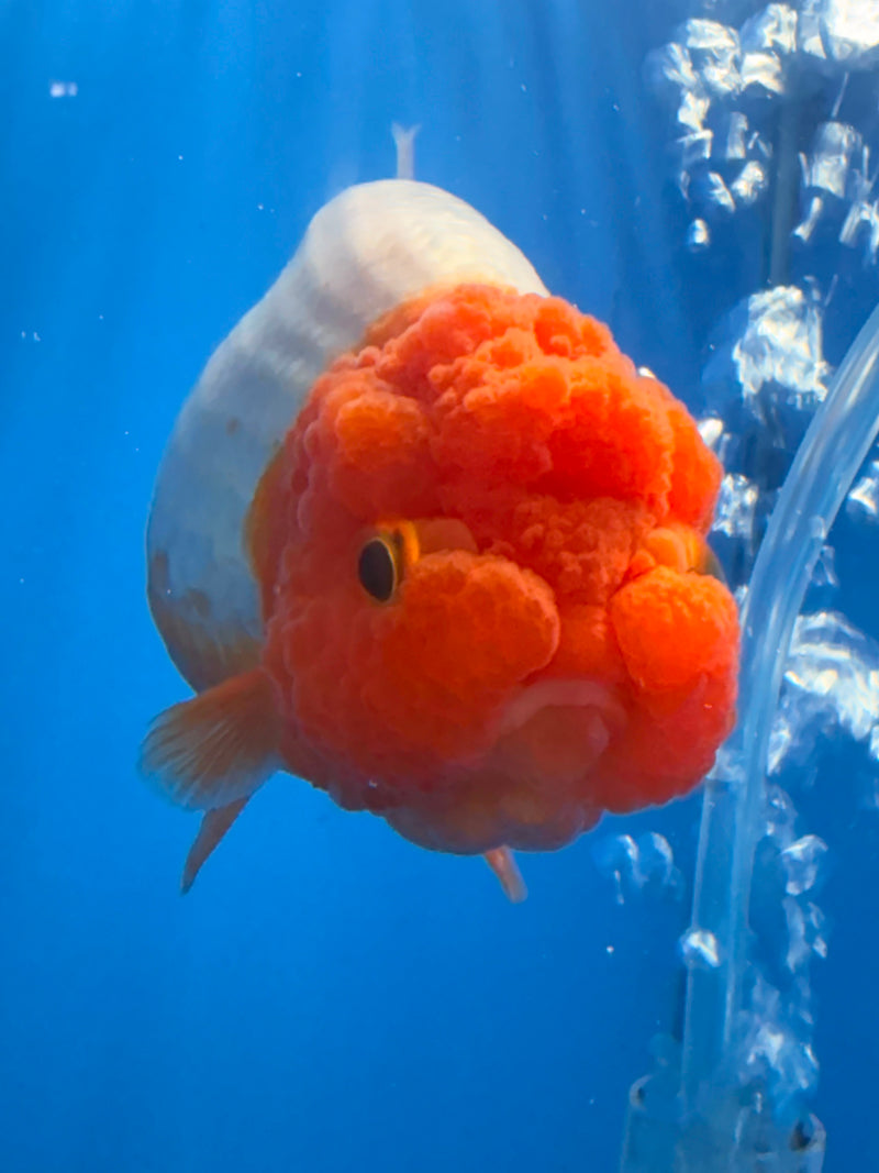 Thai Red & White Ranchu 3.5” Body Female(FEB-406) BLUETUBD