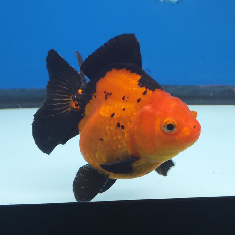Thai Oranda Apache 3” Female (FEB-254)R3A04
